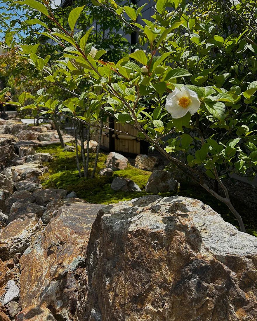 岩組の築山と苔庭を背景に咲く、可憐な一輪の白いナツツバキの花