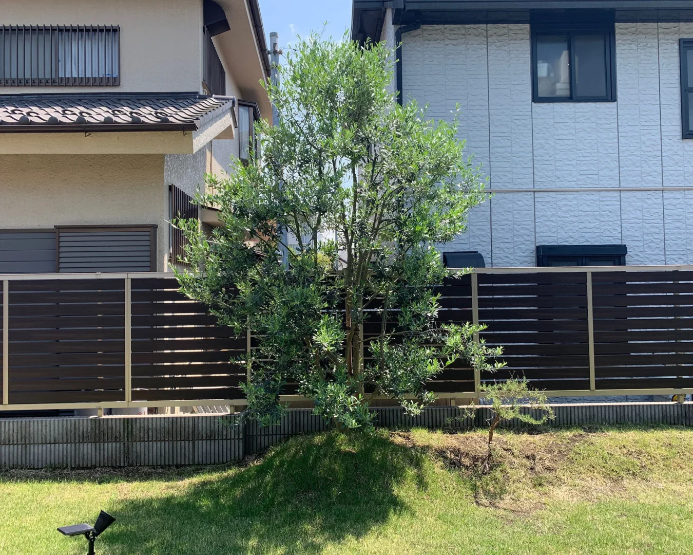 ウッド調フェンスを背景に、青々と美しく刈り込まれた芝生の築山（マウンド）の上に植えられたオリーブの木。