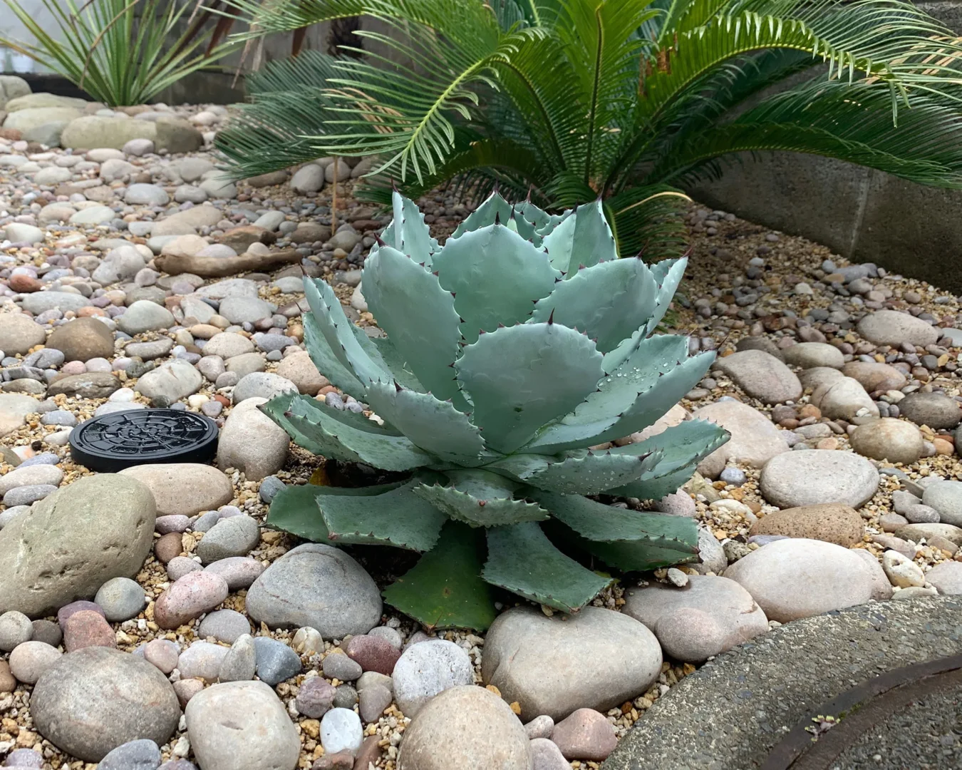 ゴツゴツとした存在感のある多肉植物のアガベと、周囲に敷き詰められた大小様々な美しい玉石のクローズアップ。
