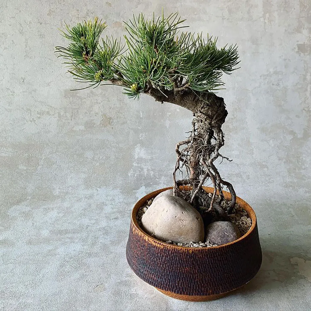 和モダンなインテリアに調和するオリジナルの器に、美しく根上がりの仕立てで植えられた盆栽スタイルの松の木。