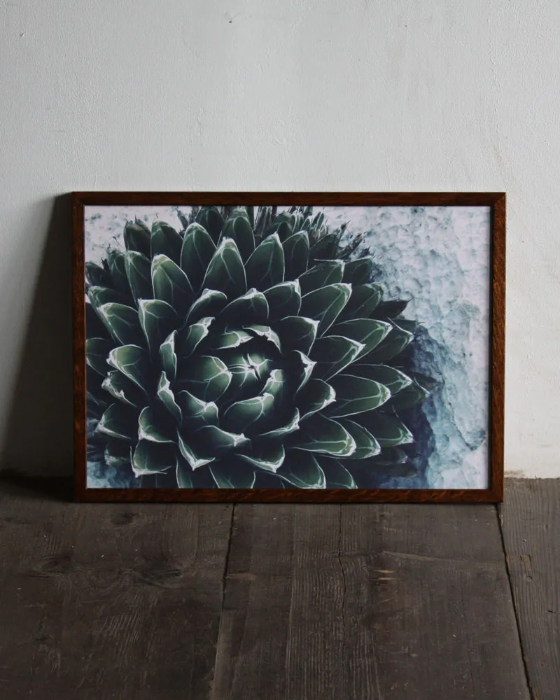Agave victoria reginae / B4 poster