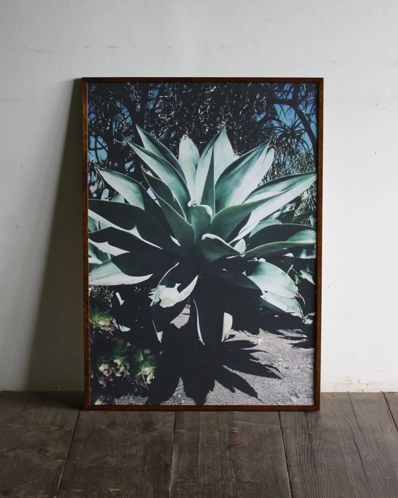 Agave attenuata / B2 poster