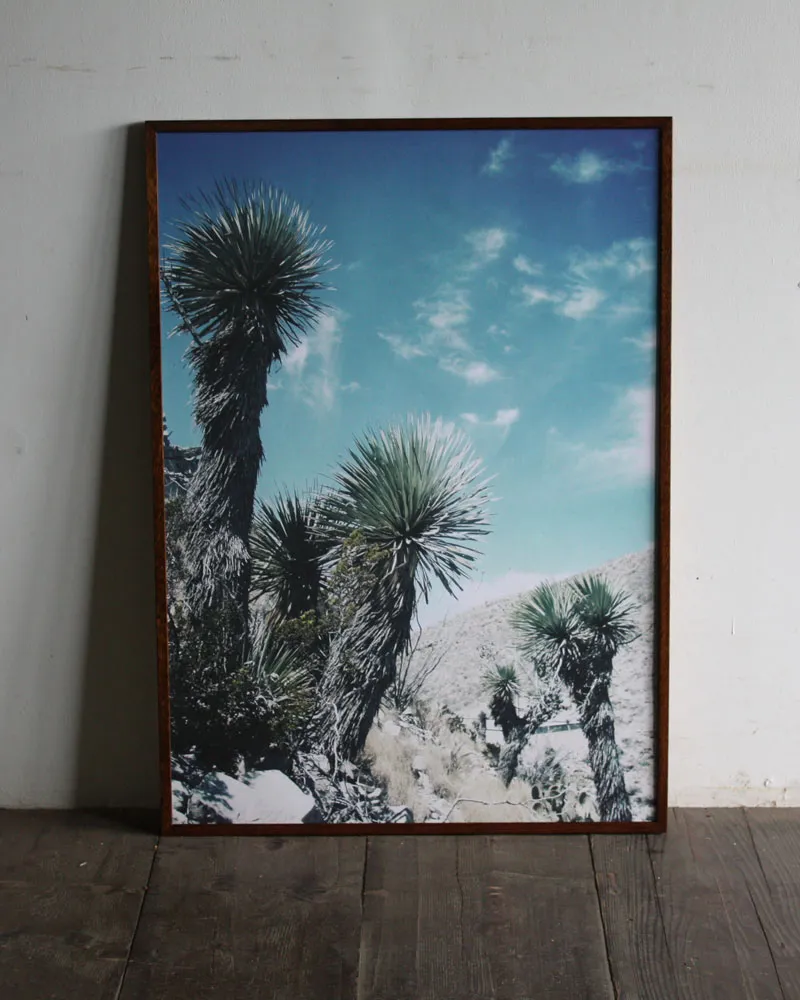 Yucca thomsoniana / B2 poster