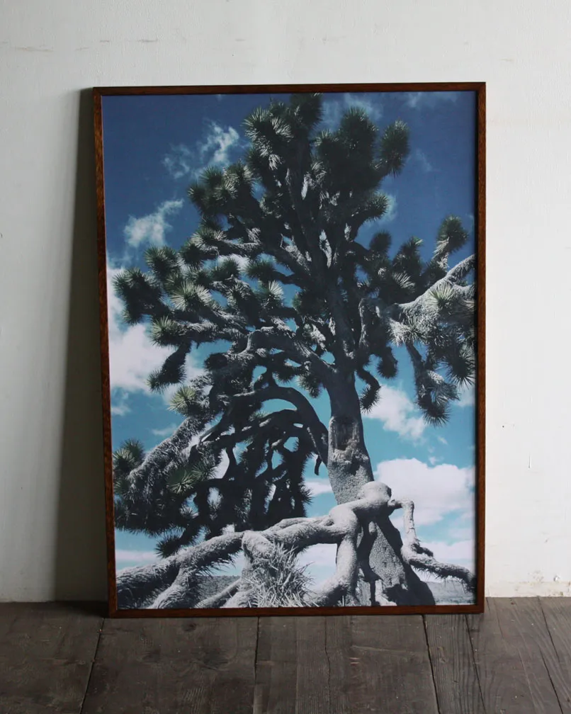 Yucca brevifolia JOSHUA TREE / B2 poster
