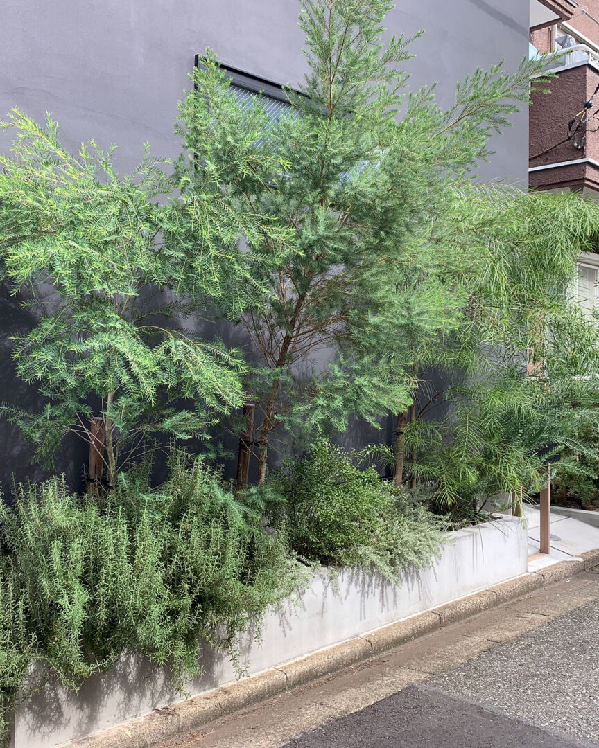 黒い外壁を背景に、コンクリート花壇から溢れるように美しく生い茂る中木や瑞々しいハーブなどの豊かな植栽。