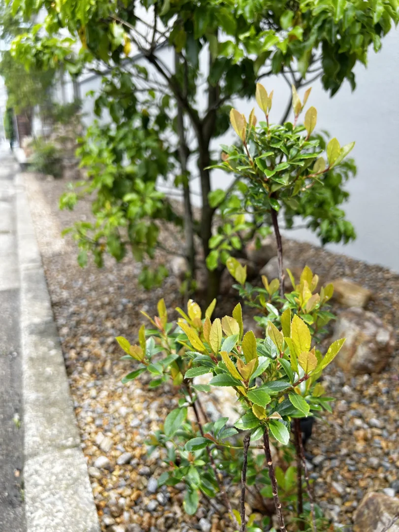 新築（住友林業の家）植栽｜町田市